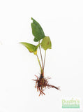 Anubias Gigantea (the Ultimate Anubias)