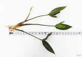 Anubias Gigantea (the Ultimate Anubias)