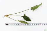 Anubias Gigantea (the Ultimate Anubias)