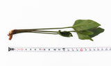 Anubias Gigantea (the Ultimate Anubias)