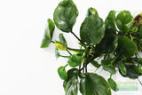Anubias Barteri "Golden Coin"  (Smaller with many leaves nickel size) NICE PLANTS