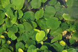 Anubias Barteri "Golden Coin"  (Smaller with many leaves nickel size) NICE PLANTS