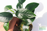 Anubias Nana (Our Best Selling Anubias Aquarium Plant)