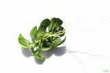 Anubias Nana Petite Aquarium Plant For Sale. This is the bare root variety. Smaller variety. This plant is on white and has very small dark green leaves. The leaves are oval shaped that come to a point on the end. 