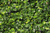 Anubias Nana Petite (Amazing Aquascaping Plant)