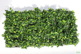 Anubias Nana Petite (Amazing Aquascaping Plant)