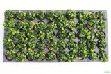 Anubias Nana Petite (Amazing Aquascaping Plant)