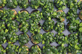 Anubias Nana Petite (Amazing Aquascaping Plant)