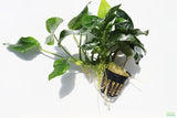 Anubias Nana (Our Best Selling Anubias Aquarium Plant)