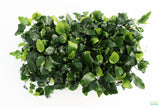 Anubias Nana (Our Best Selling Anubias Aquarium Plant)