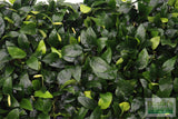Anubias Nana (Our Best Selling Anubias Aquarium Plant)