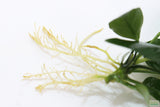 Anubias Nana (Our Best Selling Anubias Aquarium Plant)
