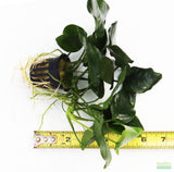 Anubias Nana (Our Best Selling Anubias Aquarium Plant)