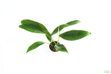 Anubias Congensis Aquarium Plant For Sale. The plant is on white. This Anubias has large long skinny leaves. They are darker green. The plant is potted in a black pot. 