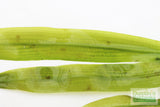 Aponogeton henkelianus (Thin Leaf Mad Lace!)