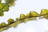 Aponogeton Longiplumulosus_Aquarium plant for sale