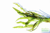 Aponogeton Ulvaceus