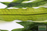 Aponogeton Boivinianus (The Best Background Cichlid Plant We Sell)