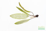Madagascar Lace Plant (Aponogeton madagascariensis)