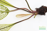 Madagascar Lace Plant (Aponogeton madagascariensis)