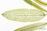 Madagascar Lace Plant (Aponogeton madagascariensis)