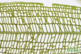 Madagascar Lace Plant (Aponogeton madagascariensis)