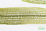 Madagascar Lace Plant (Aponogeton madagascariensis)