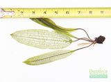 Madagascar Lace Plant (Aponogeton madagascariensis)