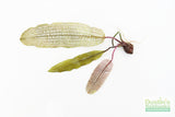 Madagascar Lace Plant (Aponogeton madagascariensis)