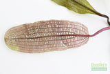 Madagascar Lace Plant (Aponogeton madagascariensis)