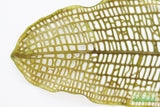 Madagascar Lace Plant (Aponogeton madagascariensis)