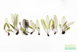 Madagascar Lace Plant (Aponogeton madagascariensis)