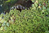 Azolla