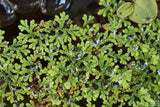 Azolla