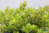 Bacopa Caroliniana 'Yellow flame' (GOLDFISH PROOF!)