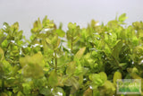 Bacopa Caroliniana 'Yellow flame' (GOLDFISH PROOF!)
