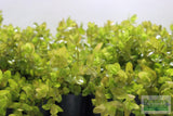 Bacopa Caroliniana 'Yellow flame' (GOLDFISH PROOF!)