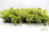 Bacopa Caroliniana 'Yellow flame' (GOLDFISH PROOF!)