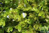 Bacopa Caroliniana 'Yellow flame' (GOLDFISH PROOF!)