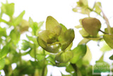 Bacopa Caroliniana 'Yellow flame' (GOLDFISH PROOF!)