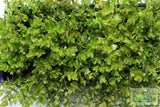 Bacopa Caroliniana 'Yellow flame' (GOLDFISH PROOF!)