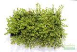Bacopa Caroliniana 'Yellow flame' (GOLDFISH PROOF!)