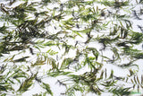 Bolbitis_Heudelotii_African Water Fern_aquarium_plant_for_sale