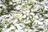 Bolbitis_Heudelotii_African Water Fern_aquarium_plant_for_sale