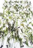 Bolbitis_Heudelotii_African Water Fern_aquarium_plant_for_sale
