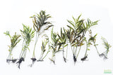 Bolbitis_Heudelotii_African Water Fern_aquarium_plant_for_sale