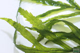 Bolbitis_Heudelotii_African Water Fern_aquarium_plant_for_sale