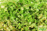 Baby Tears_Carpeting Foreground Plant Micranthemum Umbrosum_Aquarium Plants For Sale_Aquarium Plant