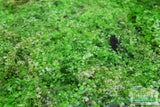 Baby Tears - Carpeting Foreground Plant (Micranthemum umbrosum)