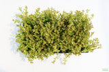 Bacopa Caroliniana 'Yellow flame' (GOLDFISH PROOF!)
